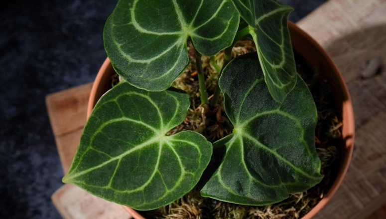 Anthurium Crystallinum