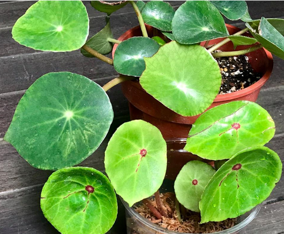 Begonia Peltatifolia