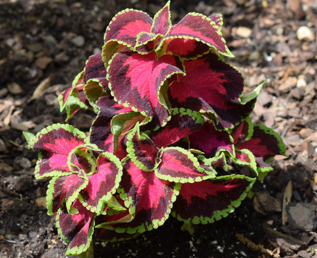 Coleus
