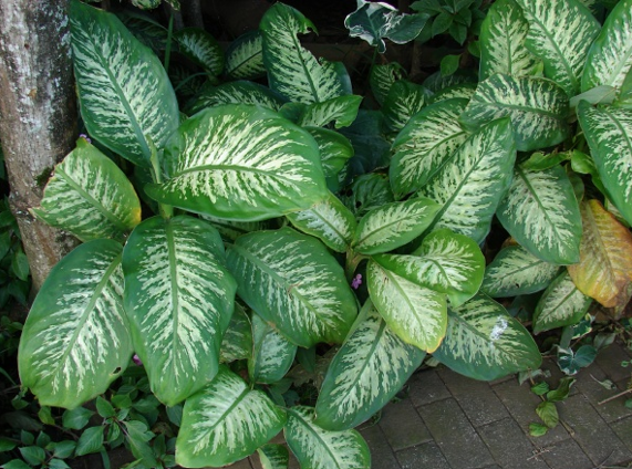 Dieffenbachia Seguine