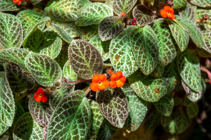 Episcia Cupreata