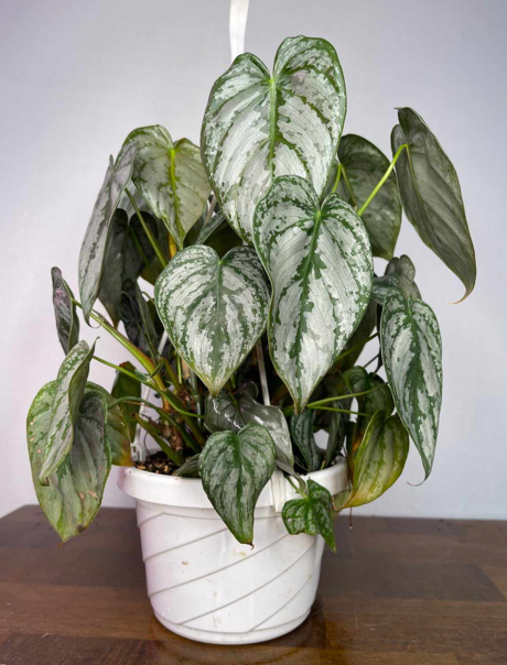 Philodendron