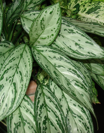 Aglaonema