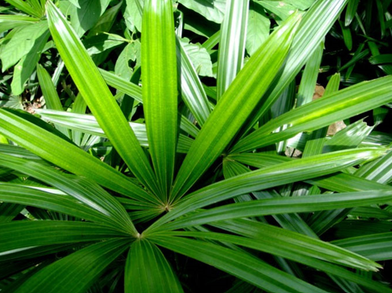 Broadleaf Lady Palm